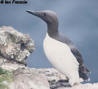 Murres, Uria aagle, Uria lomvia