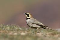 fjellerke / horned lark (Eremophila alpestris )