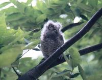 Scops owl Otus scops 소쩍새