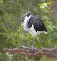 Straw Necked IBIS-4632.jpg