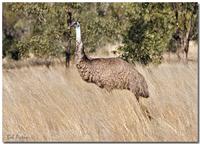 EMU in the wild.