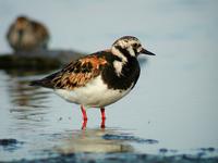 Ruddy Turnstone (Arenaria interpres)