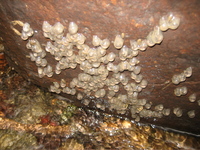 : Ambystoma barbouri; Streamside Salamander