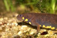 : Cynops cyanurus; Blue-tailed Fire-bellied Newt