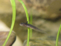 : Cynops orientalis; Chinese Fire Belly Newt