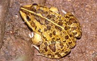 : Hoplobatrachus crassus; Jerdon`s Bullfrog