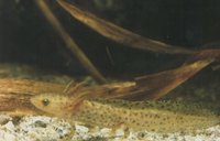 : Mesotriton alpestris apuanus; Italian Alpine Newt