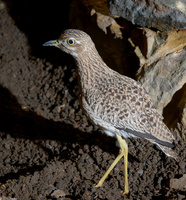 : Burhinus capensis; Spotted Dikkop