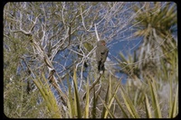 : Colaptes auratus; Northern Flicker