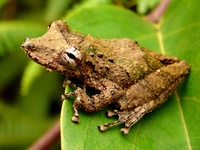 : Scinax garbei
