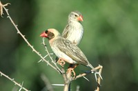 : Quelea quelea; Red-billed Quelea