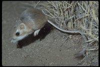 : Dipodomys sp.; Kangaroo Rat