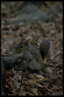 : Sciurus carolinensis; Eastern Gray Squirrel