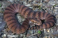 : Acanthophis antarcticus; Common Death Adder