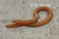 : Acontias lineatus; Striped Legless Skink