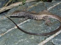 : Aspidoscelis tigris; Western Whiptail