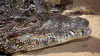 : Crocodylus rhombifer; Cuban Crocodile