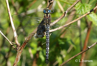 : Brachythron pratense; Hairy Dragonfly