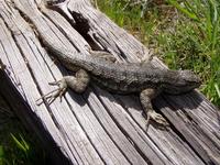 : Sceloporus occidentalis bocourtii; Coast Range Fence Lizard