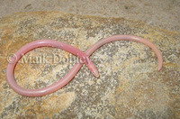 : Typhlosaurus vermis; Boulenger's Blind Legless Skink