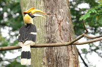 Great Hornbill ( Buceros bicornis )