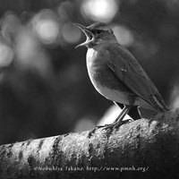 [鳥の写真/Bird Photo] マミチャジナイ - Eye-browed Thrush - Turdus obscurus