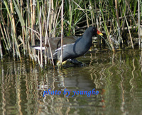 쇠물닭(moorhen)