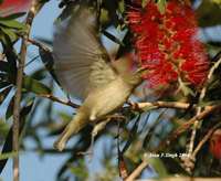Tytler's Leaf Warbler » Phylloscopus tytleri