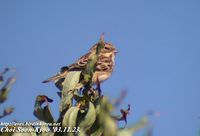 Fig. 17. Lapland Longspur ? : 긴발톱멧새