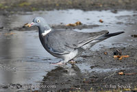 Photo of holub hřivnáč Columba palumbus Woodpigeon Ringeltaube