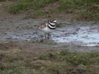 Killdeer