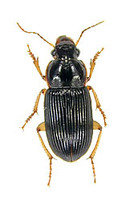 ウスアカクロゴモクムシ 4 exs. Harpalus sinicus