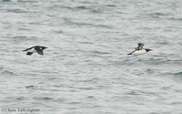 Thick-billed (lt) and Common Murre (rt)