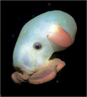 Dumbo Octopus - Photo by Claire Nouvian