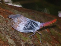 Pyrops sultana