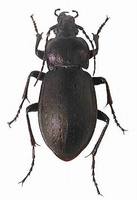 Carabus nemoralis - Wood Carabid