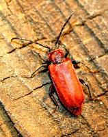 Pyrrhidium sanguineum