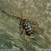 Plagionotus arcuatus
