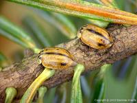 Aphidecta obliterata var. pallida