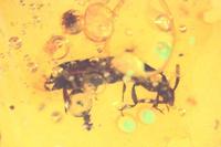 Corticeus tertiarius
