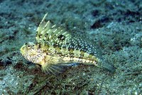 ...Image of Blennius ocellaris, Butterfly blenny, Ase mossegaire, Babica dubinka, Øjeplettet tangkv