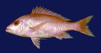 Lutjanus vivanus, Silk snapper: fisheries, gamefish