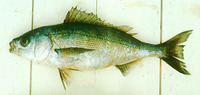Isacia conceptionis, Cabinza grunt: fisheries