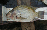 Sarotherodon galilaeus galilaeus, Mango tilapia: fisheries, aquaculture, aquarium