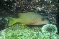 Lutjanus argentiventris, Yellow snapper: fisheries, aquaculture