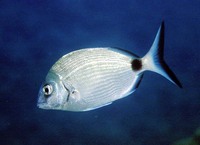 Diplodus sargus sargus, White seabream: fisheries, aquaculture, gamefish