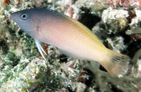 Halichoeres prosopeion, Twotone wrasse: aquarium