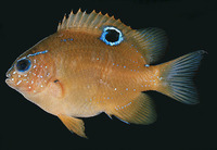 Neoglyphidodon bonang, Ocellated damsel: