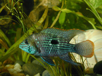 Aequidens rivulatus, Green terror: aquaculture, aquarium