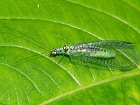 Chrysopa perla